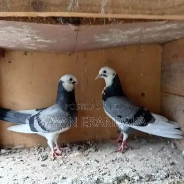 Pigeons