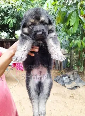 German Shepherd Puppies