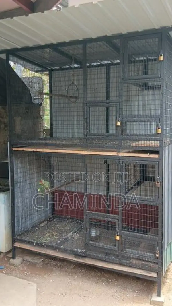 Birds Cage
