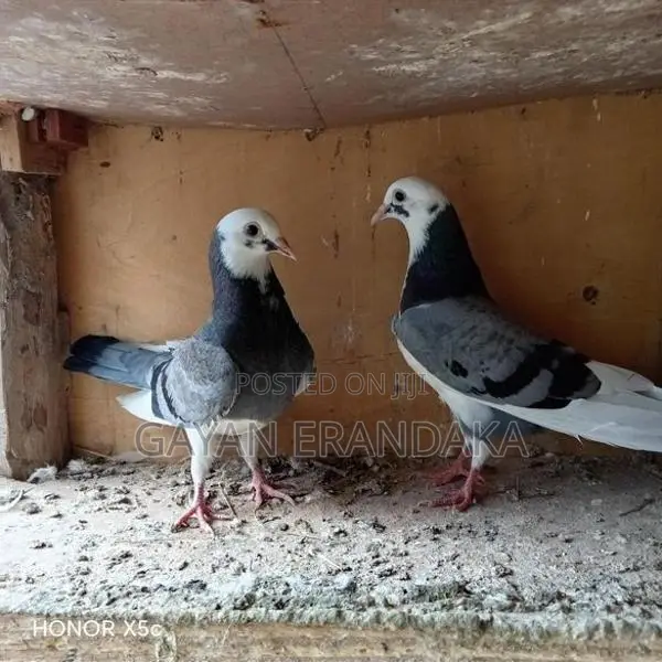 Pigeons