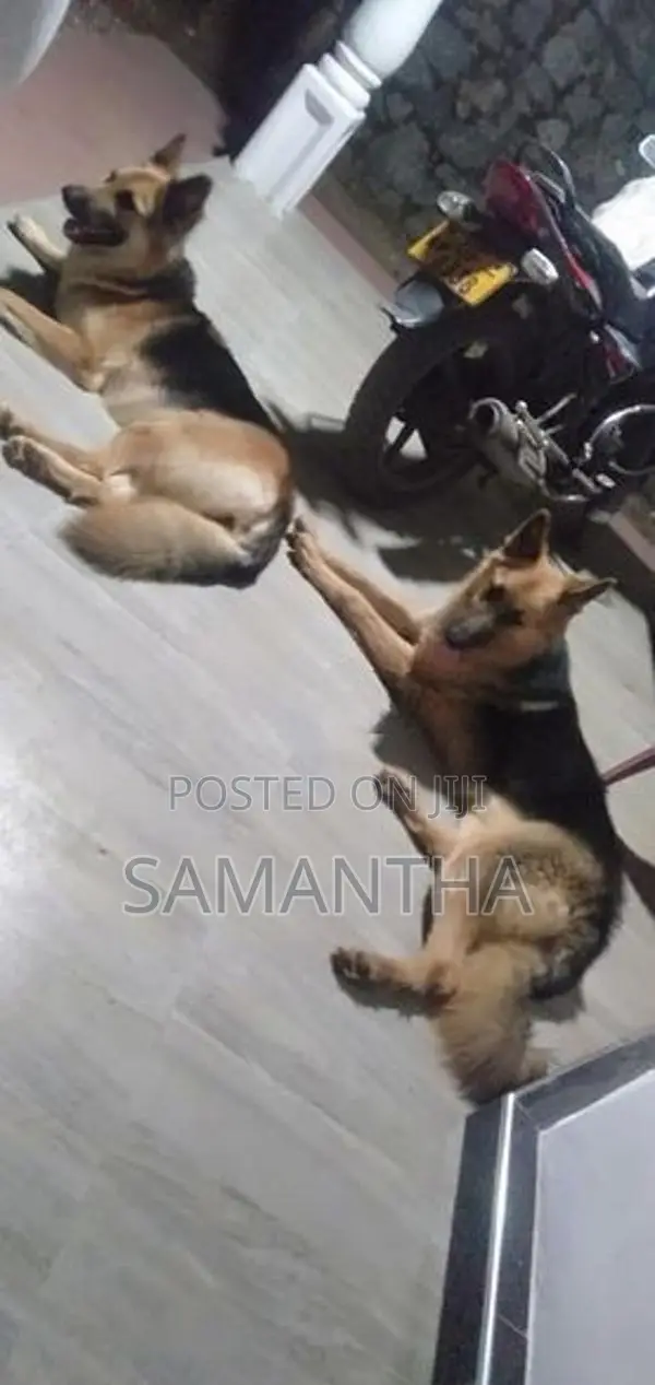 German Shepherd Puppies