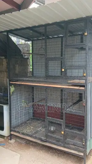 Birds Cage