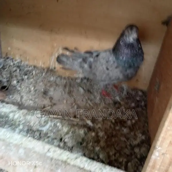 Pigeons