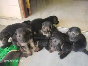 German Shepherd Puppies