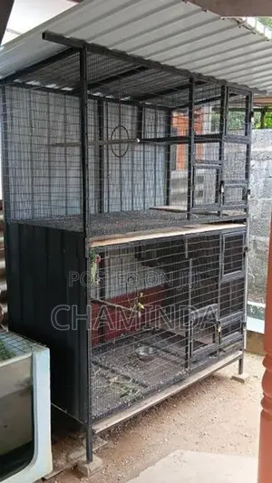Birds Cage