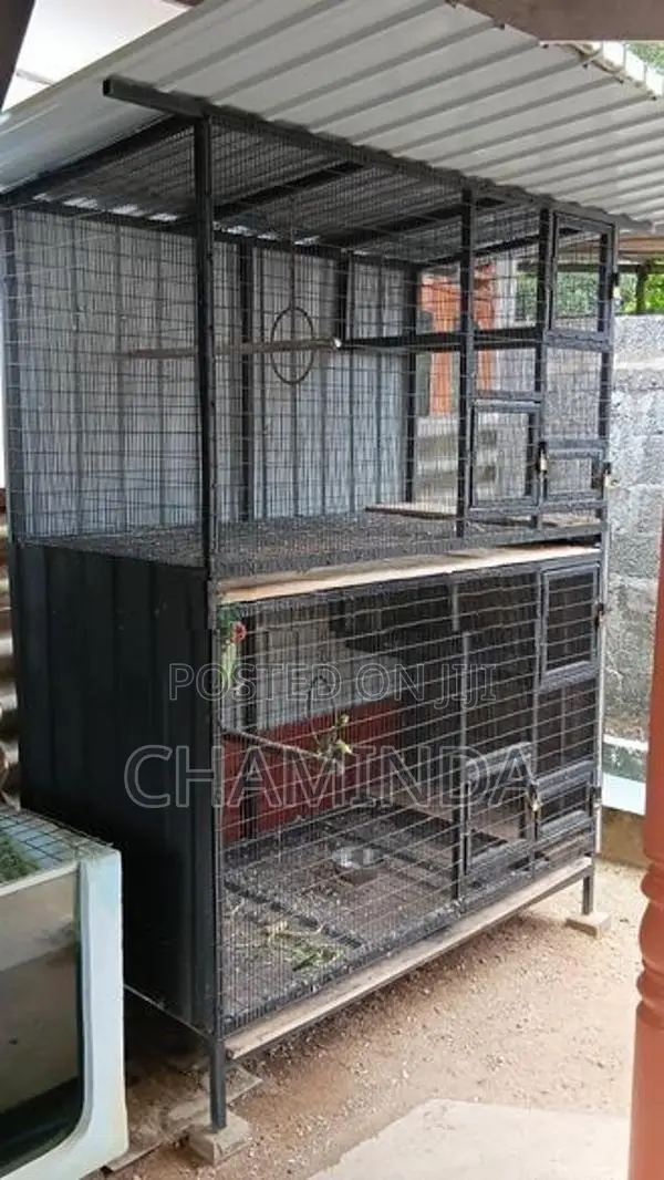 Birds Cage