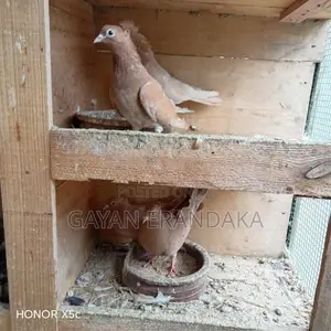 Pigeons
