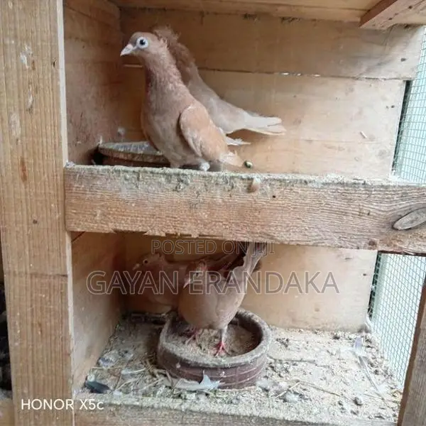 Pigeons