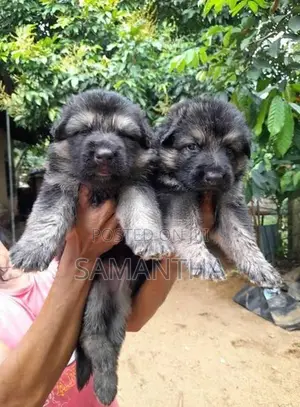 German Shepherd Puppies
