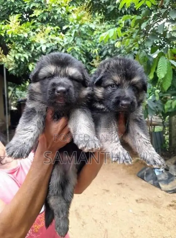 German Shepherd Puppies