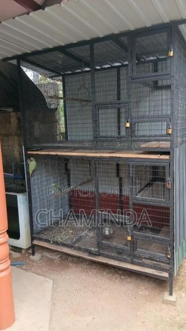 Birds Cage