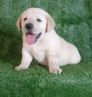 Labrador Retriever Puppies