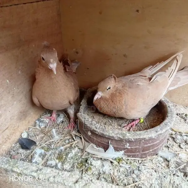 Pigeons