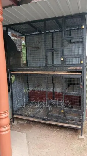 Birds Cage