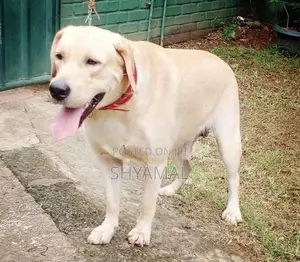 Labrador Retriever Puppies