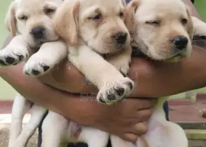 Labrador Retriever Puppies
