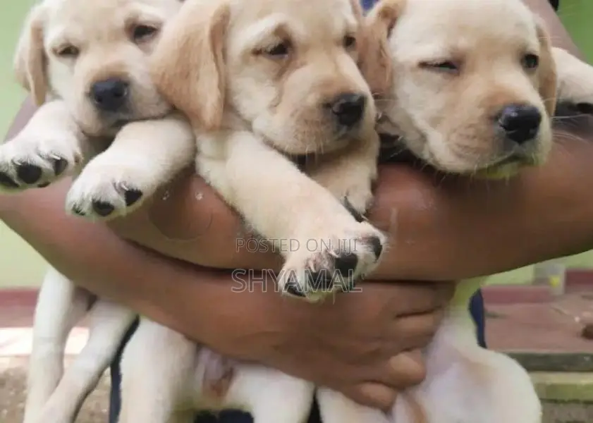 Labrador Retriever Puppies