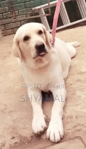 Labrador Retriever Puppies
