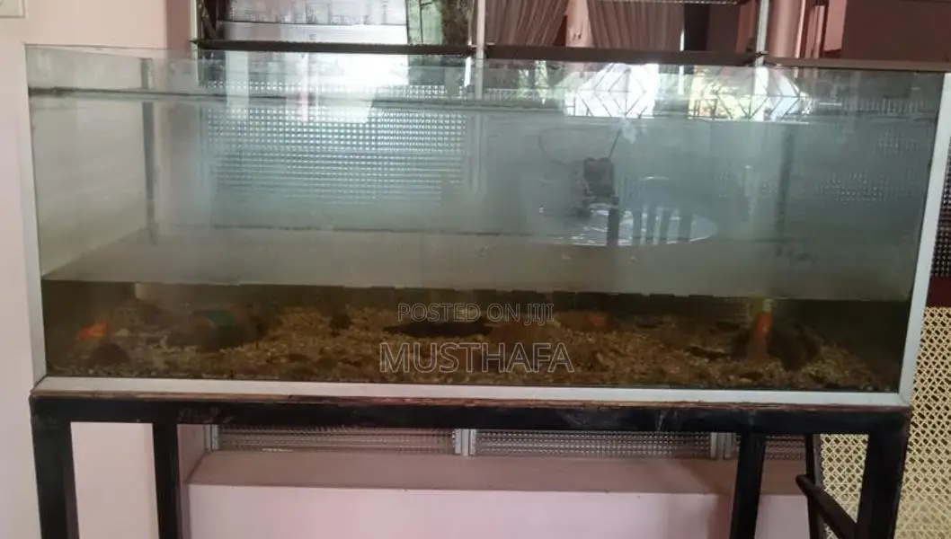 4 Feet Fish Tank