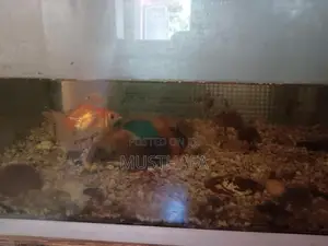 4 Feet Fish Tank
