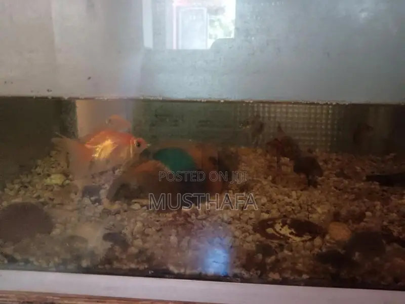 4 Feet Fish Tank