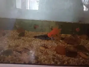4 Feet Fish Tank