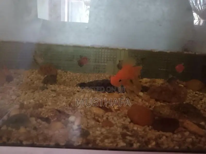 4 Feet Fish Tank
