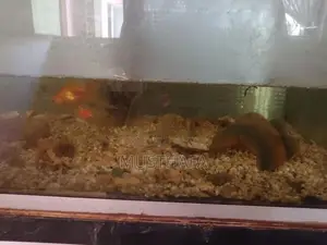 4 Feet Fish Tank
