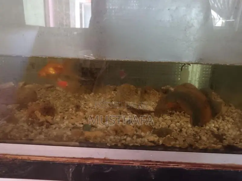 4 Feet Fish Tank