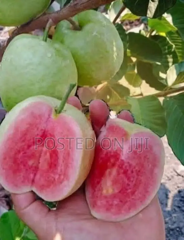 கொய்யா Plants