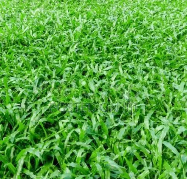 Australian grass