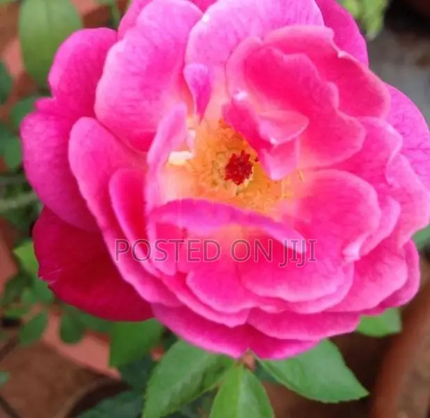 Rose Plant