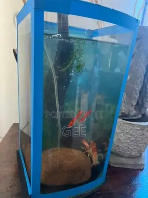 Custom Made Curve Glass Fish Tank