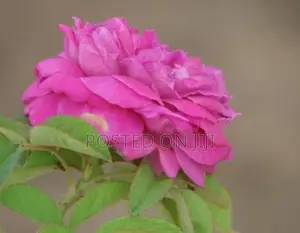 Rose Plant