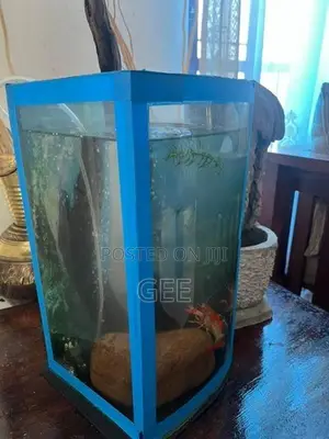 Custom Made Curve Glass Fish Tank