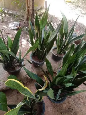 Snake Plants