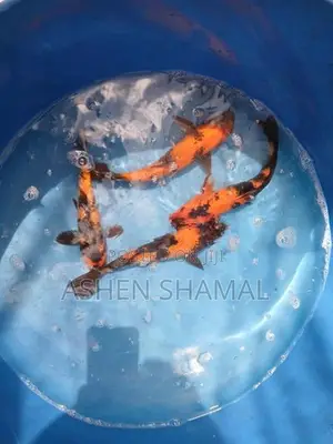 Koi Fish