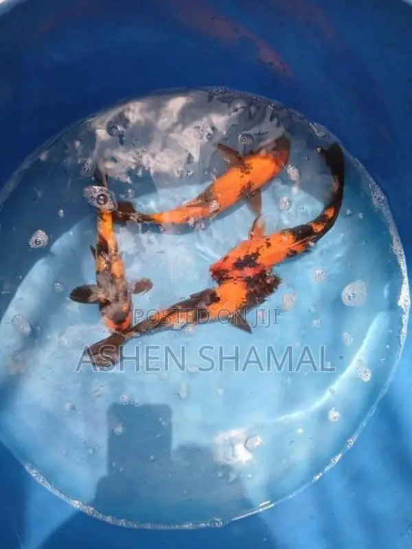 Koi Fish