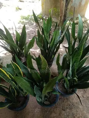 Snake Plants