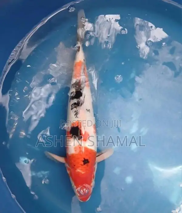 Koi Fish