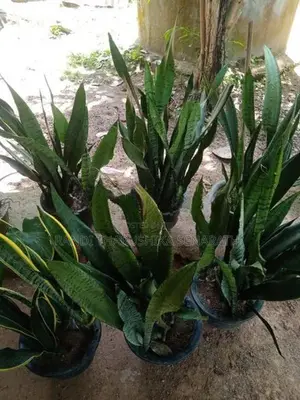 Snake Plants
