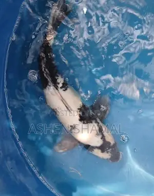 Koi Fish