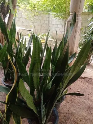Snake Plants
