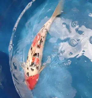Koi Fish