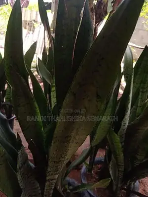 Snake Plants