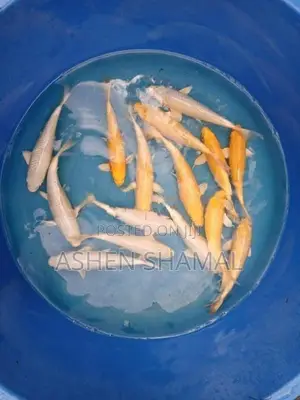 Koi Fish