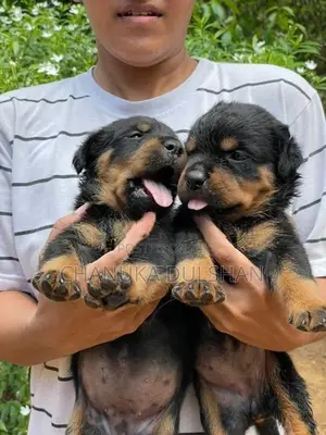 Rottweiler Puppy