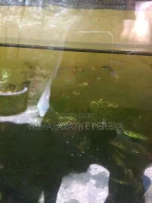 Guppy’s