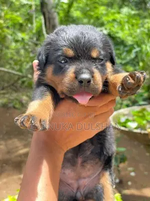Rottweiler Puppy