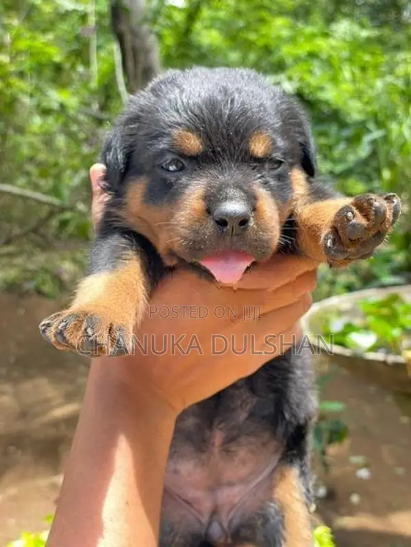 Rottweiler Puppy